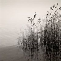 Reeds At The Lake