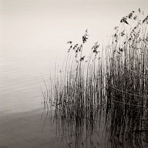 Reeds At The Lake