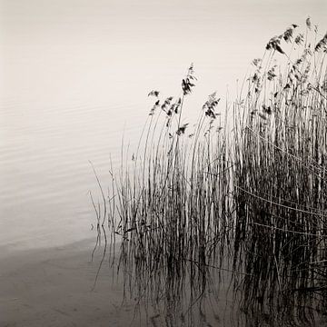Reeds At The Lake