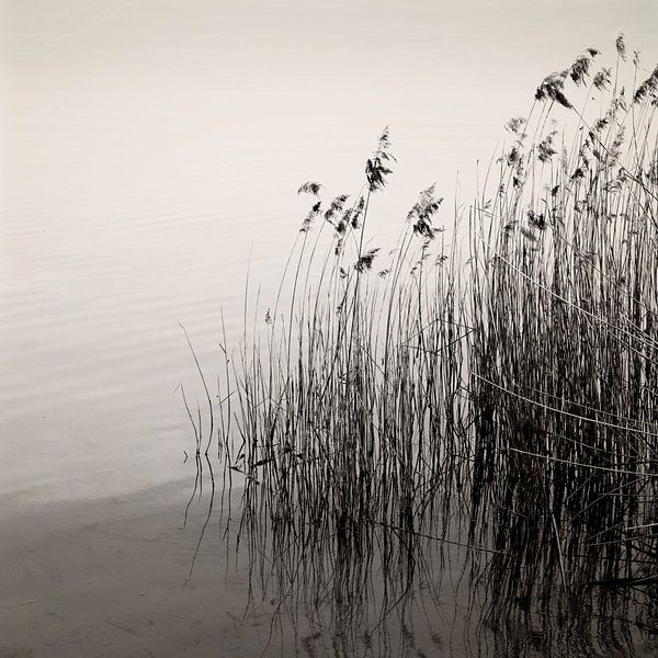 Reeds At The Lake von Lena Weisbek