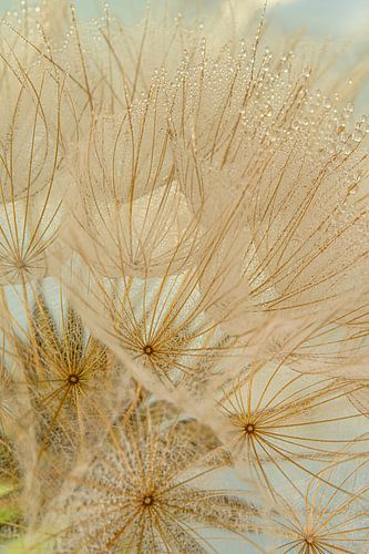 De pluisjes van een morgenster