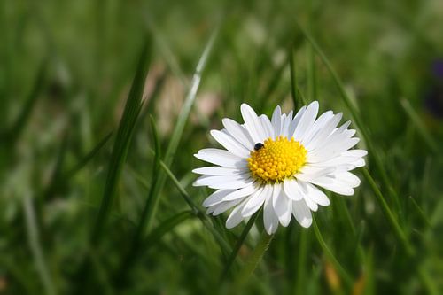 Gänseblümchen mit Besucher