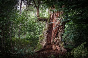 Old hollow oak