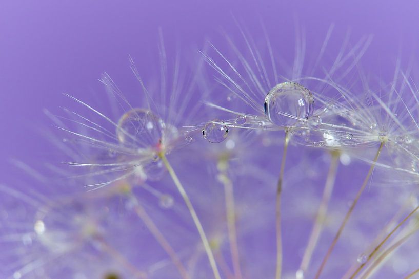 Dandelion with drops by Ad Jekel