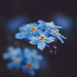 Myosotis de minuit - Art botanique vertical sur Henrik Tuvesson