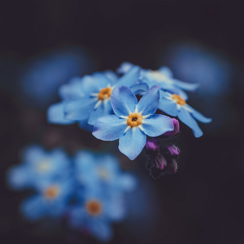 Myosotis de minuit - Art botanique vertical