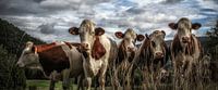 Cows in France von Eppo Karsijns Miniaturansicht