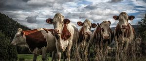 Cows in France sur Eppo Karsijns