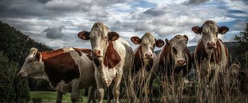 Cows in France von Eppo Karsijns