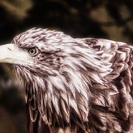 Roofvogel van WeVaFotografie