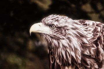 Roofvogel van WeVaFotografie