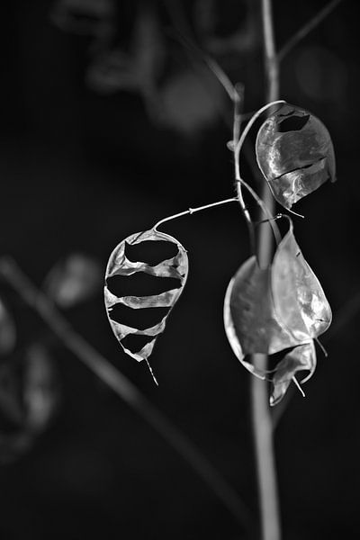 Fragmenten, zwart en wit van Steffi Hommel