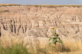 Sunflower in Badlands National Park, South Dakota, USA by Jeroen van Deel
