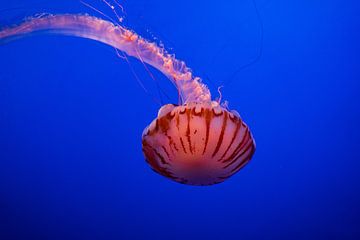 California jellyfish by Ruben Swart