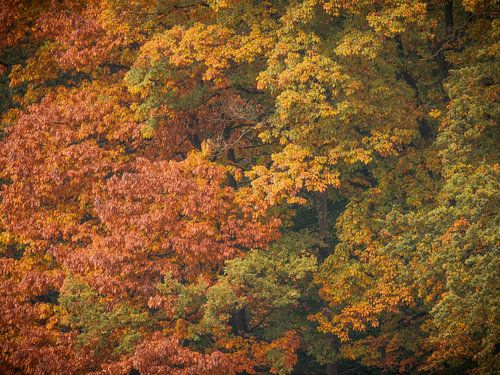 Feuilles d'automne sur Wennekes Photography