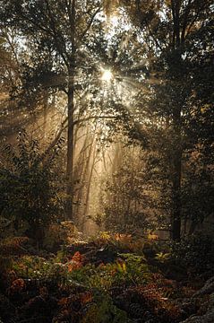 Nebliger Sonnenaufgang in den Wäldern von Limburg von Ellis Peeters