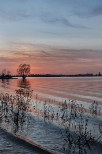 Weerspiegeling boom