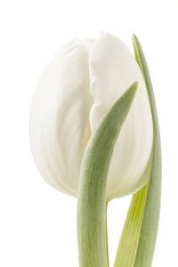 Tulpe von Tanja van Beuningen