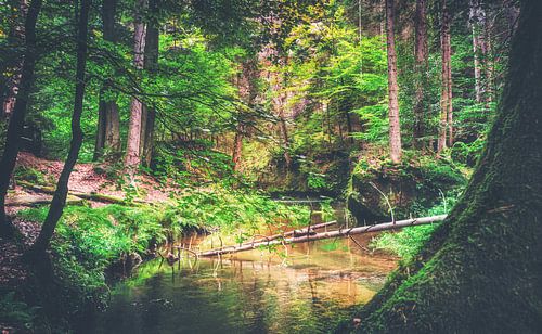 Kirnitzschtal tussen rotsen en zandstenen