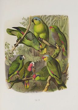 Papegaaien: Mealy Amazon, Guetemalan Amazon and White-fronted Amazone, Anton Reichenow van Teylers Museum