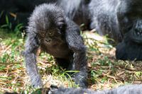 Un bébé gorille imite son père