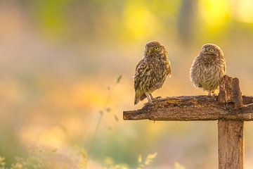 Little Owls by Andy Luberti