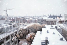 Rise and shine – Katzenhumor, Groningen und Winterspaß von Elianne van Turennout