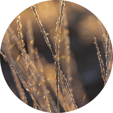 Bevroren gras in de ochtend zon van KB Design & Photography (Karen Brouwer)