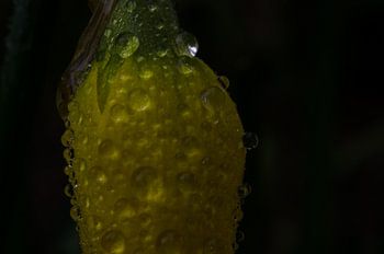 Dauwdruppels op een narcis