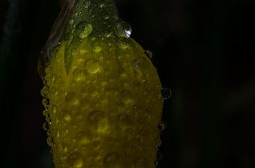 Dauwdruppels op een narcis van Jorick van Gorp