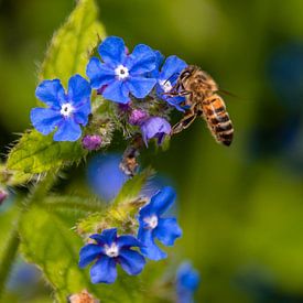 Bee with blue flowers by marieke maes