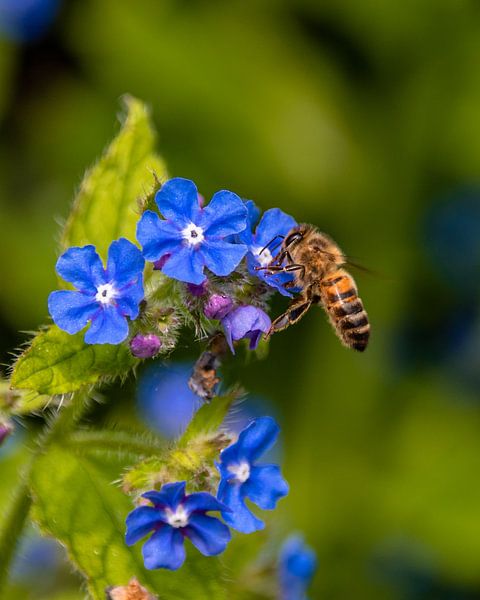 Bee with blue flowers by marieke maes