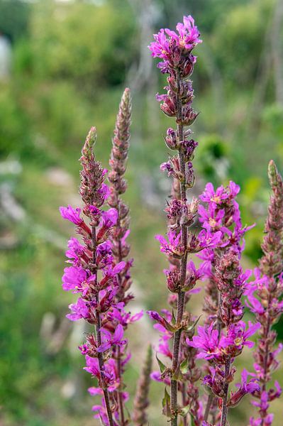 Lythrum virgatum van Richard Wareham