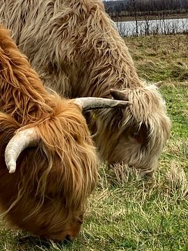 Scottish Highlander "Baby White" by Truckpowerr