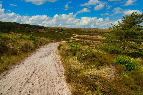 Schoorlse Duinen in Noord-Holland
