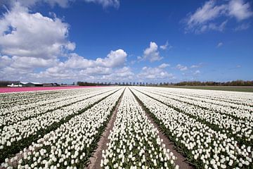 Hollandse bloeiende tulpen onder een blauwe lucht. van Maurice de vries