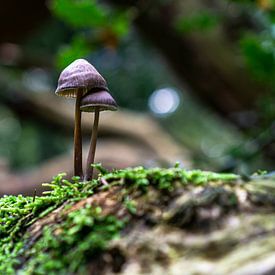 Paddenstoelen van Sebastiaan Duijff