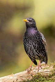 Star (Sturnus vulgaris) by Dirk Rüter