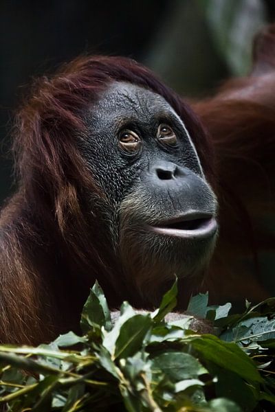 Ein listig überraschter Orang-Utan vor einem grünen Hintergrund, ein Gesicht in Nahaufnahme, ein Bli von Michael Semenov