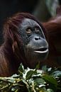 Ein listig überraschter Orang-Utan vor einem grünen Hintergrund, ein Gesicht in Nahaufnahme, ein Bli von Michael Semenov Miniaturansicht