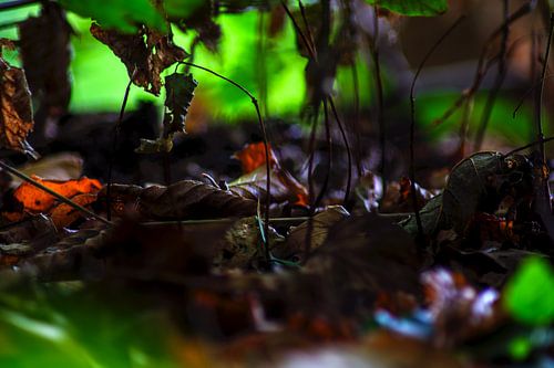 Impressions naturelles