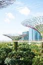 Super Trees in Gardens By The Bay, Singapore van Amber Francis thumbnail