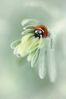 Ladybug