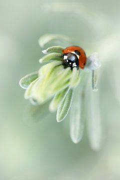 Ladybug by Jacqueline Gerhardt