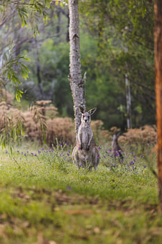 Wildes Känguru im Naturschutzgebiet der Blue Mountains in Australien