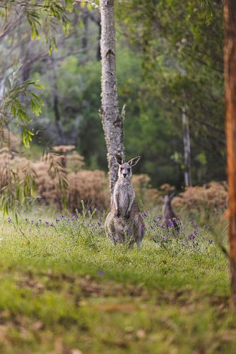 Wildes Känguru im Naturschutzgebiet der Blue Mountains in Australien