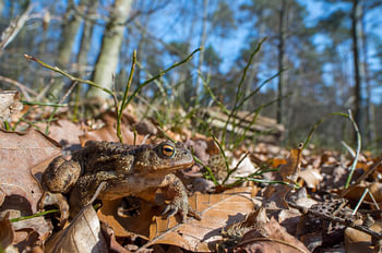 Kröte erwacht aus dem Winterschlaf