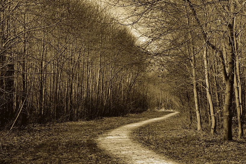 ein Pfad im Wald in Sepia von Miny'S