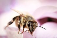 Bijen op paarse bloem van Luis Boullosa thumbnail