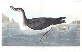 Manks Shearwater